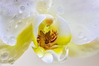 orchid-4920533_1920