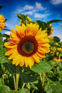 sunflower-1621990_1920
